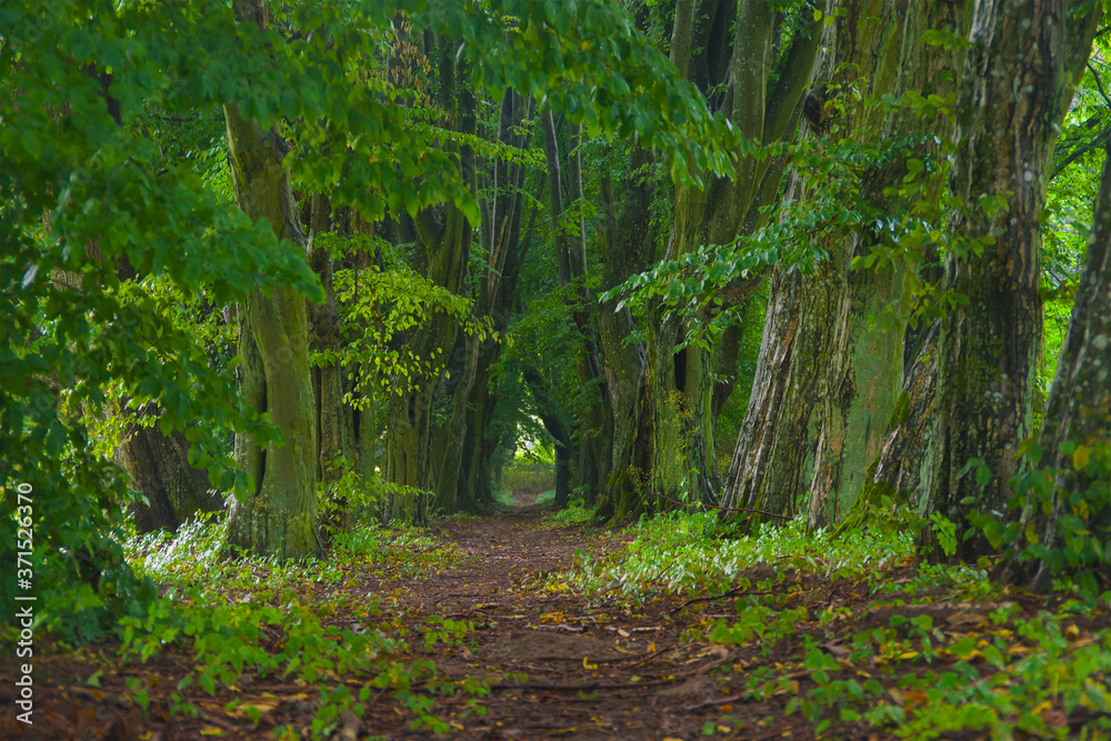 Landscape, path in the old forest, greenery, big trees, nature, tangled trunks and branches, summer, bark