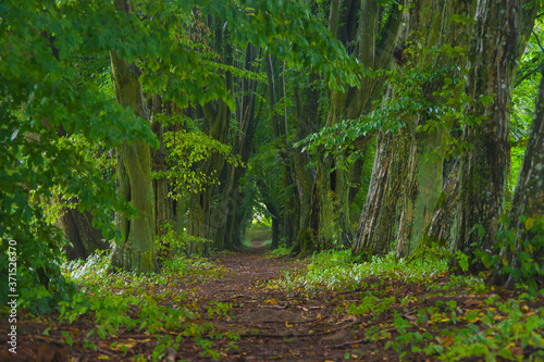 Obraz na płótnie Landscape, path in the old forest, greenery, big trees, nature, tangled trunks and branches, summer, bark w salonie
