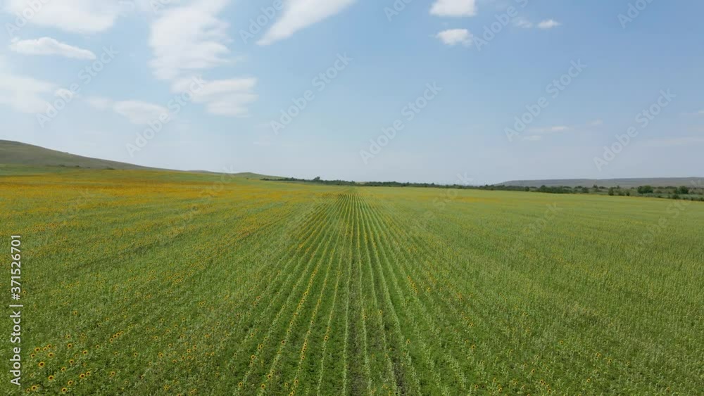 large field with sunflowers in the daytime in summer with mountains large field with sunflowers in the daytime in summer with mountains