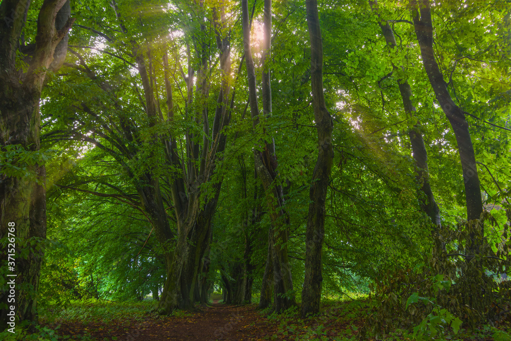 Landscape, path in the old forest, greenery, big trees, nature, tangled trunks and branches, summer, bark