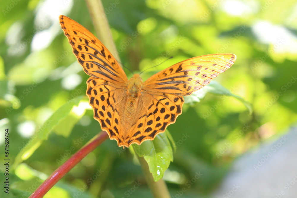 Obraz premium Kaisermantel auf einem Blatt