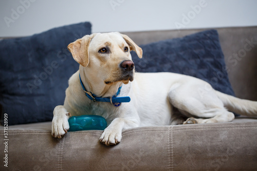 Yellow labrador retriever is waiting at home.