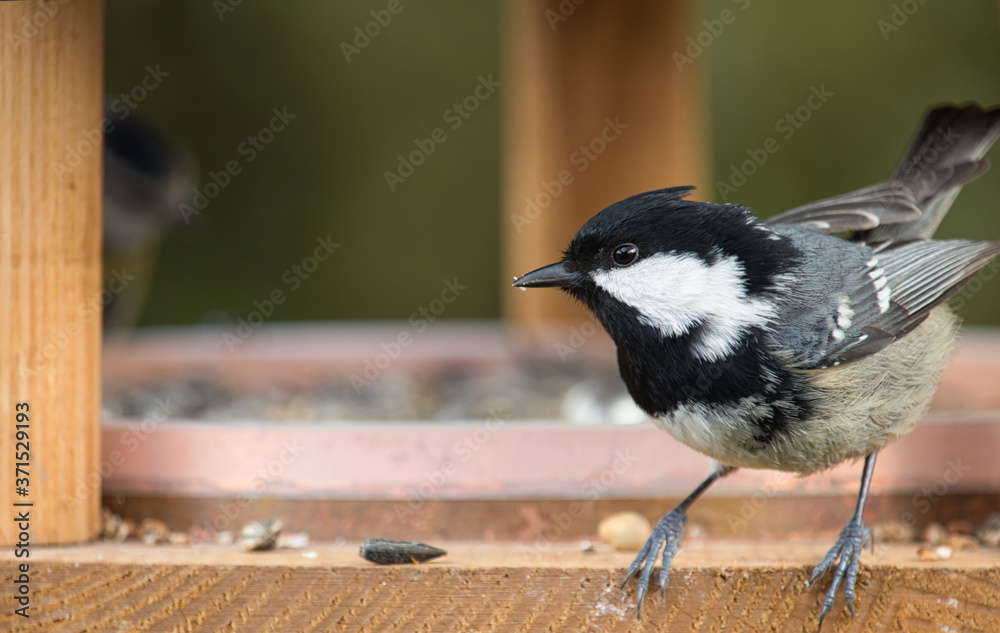 Fototapeta premium Diese Kohlmeise ist einfach nur neugierig. 
