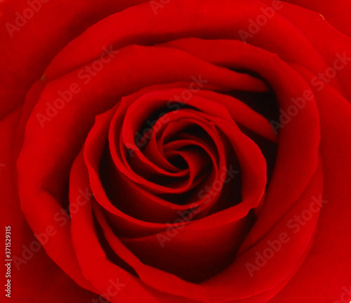 Close up of red rose petal