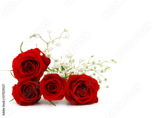 flowers roses isolated on white background