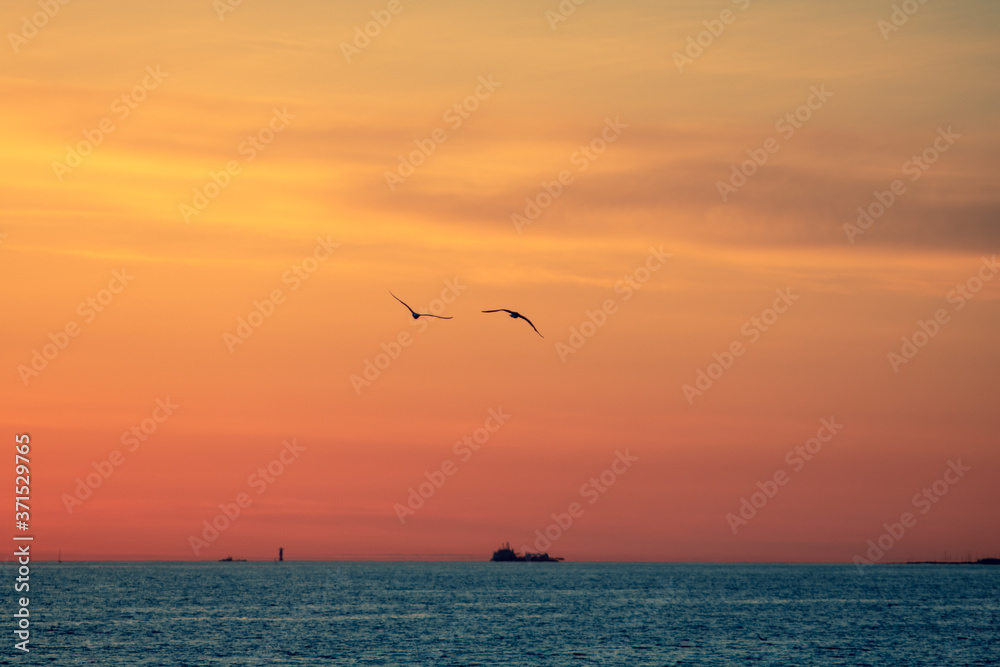 seagulls on the beach