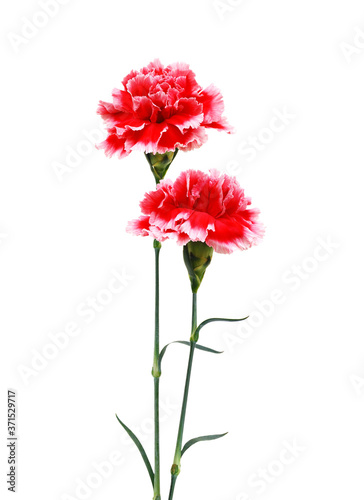 A red carnation blooming