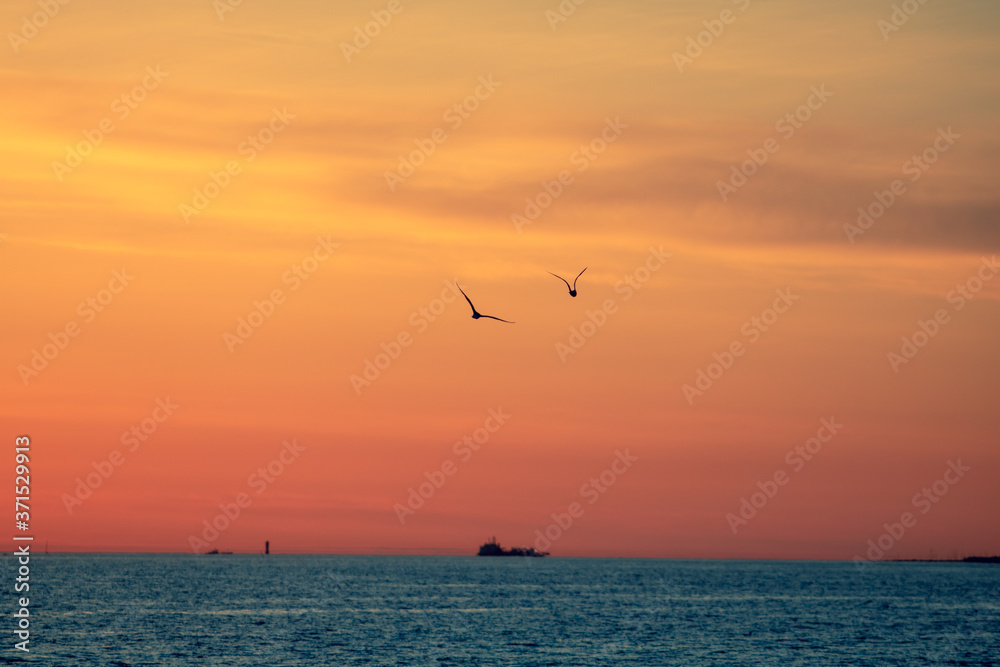 seagulls at sunset seagulls at sunset