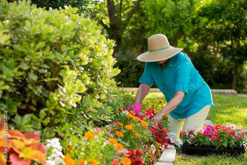 Senior Caucasian woman gardening in her yard, planting flowers in front of house  photo