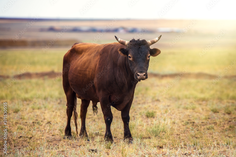 Portrait of a large beautiful bull, brown in color, standing in a field. Cattle. A huge bull is grazing in a pasture. Dangerous animal. The big brown bull stands and looks ahead