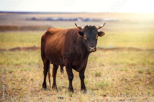 Fototapeta Naklejka Na Ścianę i Meble -  Portrait of a large beautiful bull, brown in color, standing in a field. Cattle. A huge bull is grazing in a pasture. Dangerous animal. The big brown bull stands and looks ahead