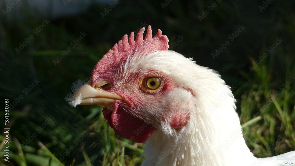 Naklejka premium Regard de Cocotte.