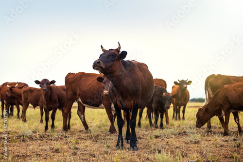 A herd of brown cows graze peacefully in a meadow with green grass. Herd of cows at summer green field. A horned brown cow stands in the center of the herd. 