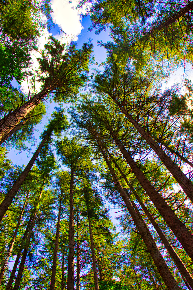 Fototapeta premium trees in the forest