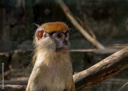 Photography Brown monkey sad primate sitting in cage