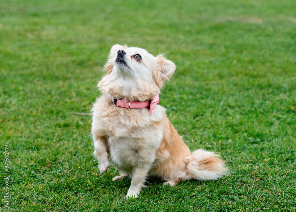 Chihuahua looking up and sitting on the grass Chihuahua looking up and sitting on the grass