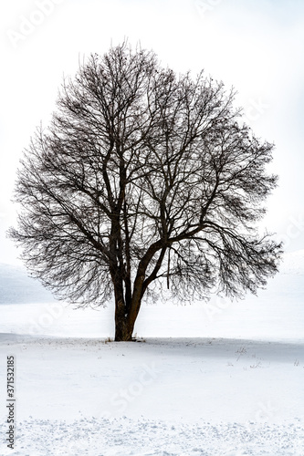 A single Tree standing in the Snow © Hanjo Hellmann