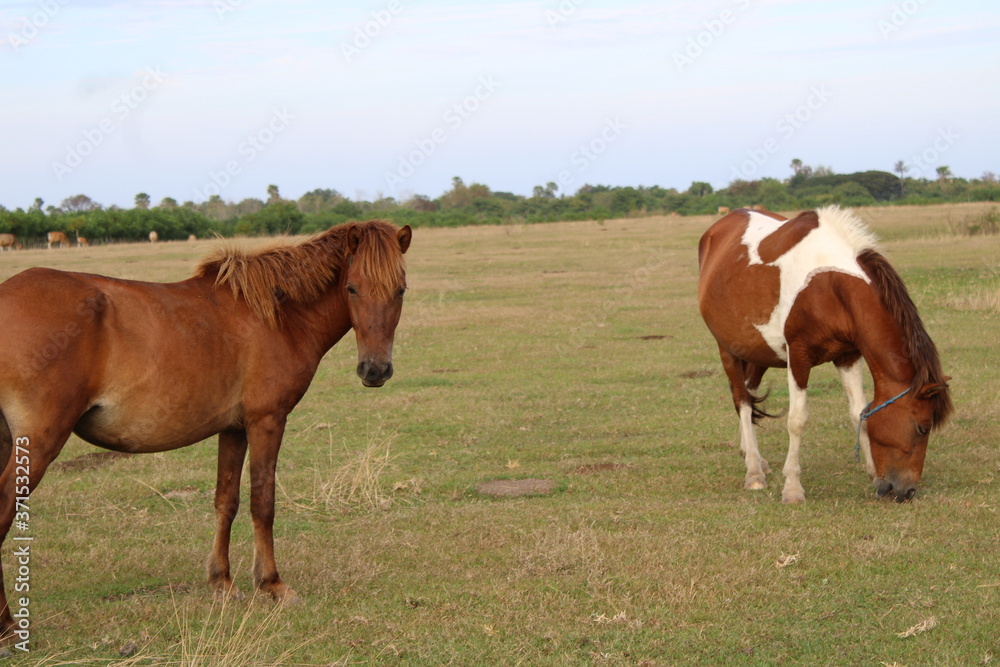 brown horse is looking for food in the savanna. the horse is eating grass. brown horse is looking for food in the savanna. the horse is eating grass.