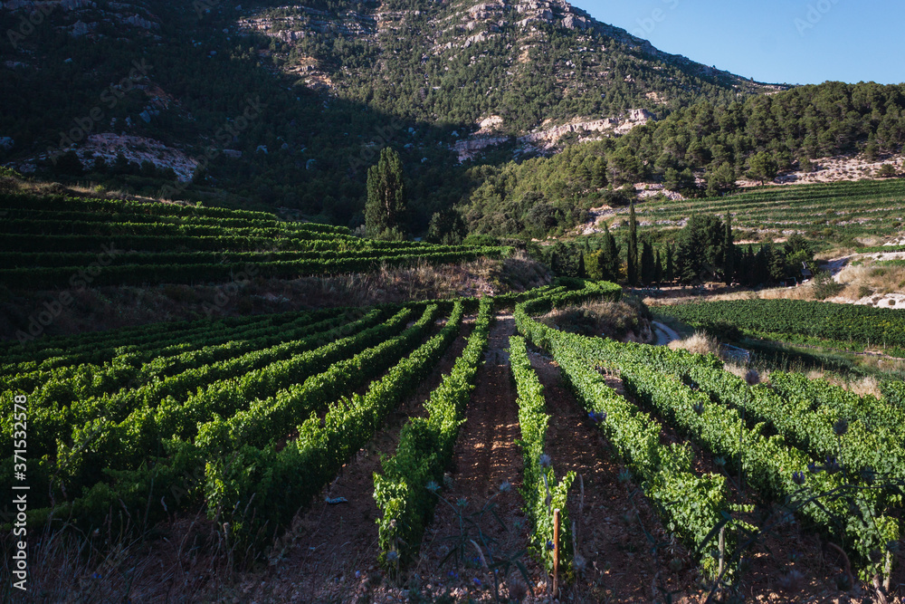 Beautiful vineyards at sunset with Montsant mountains background.