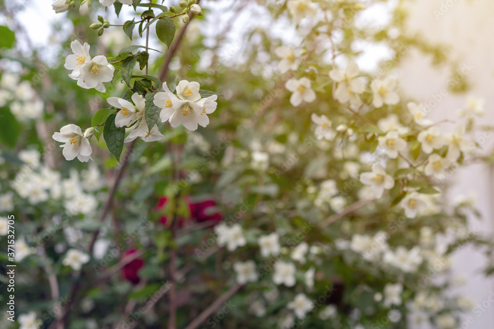 Jasmine spring flowers. Close up of jasmine flowers in a garden Jasmine spring flowers. Close up of jasmine flowers in a garden