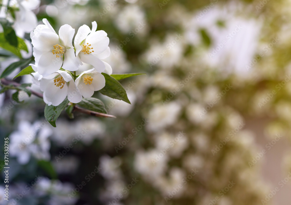 Jasmine spring flowers. Close up of jasmine flowers in a garden Jasmine spring flowers. Close up of jasmine flowers in a garden