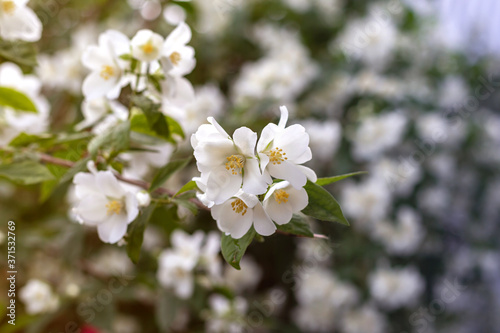 Jasmine spring flowers. Close up of jasmine flowers in a garden