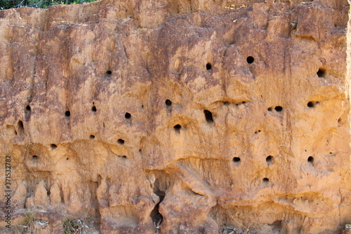 Lizard nests on the cliff. the lizard makes a hole in the cliff for shelter. reptile habitat at mountain