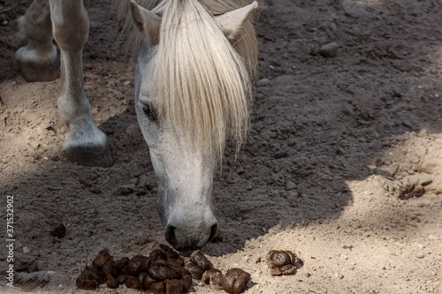 White little horse smelling feces