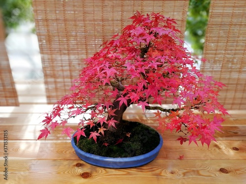 Canada Day bonsai maple tree leaves background. Symbol of Canada Day 1st July. Happy Canada Day maple little leaves. Bonsai tree branch with maple tiny leaves. Red tree leaves in Japan bonsai garden 