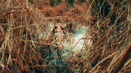 Looking Into a Puddle Surrounded By Dead Orange Plants © HRTNT Media