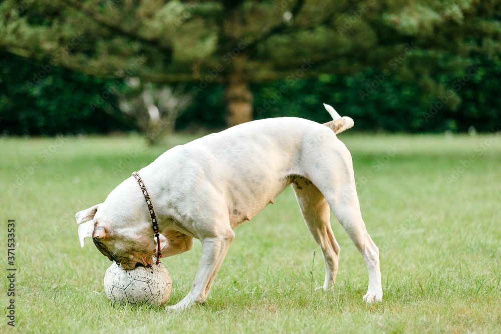 White dog playing with a ball in the garden.
American bulldog bites a ball White dog playing with a ball in the garden.
American bulldog bites a ball