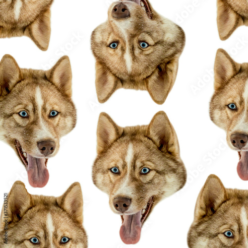 Husky dog seamless pattern. Head of husky dog, genetically close to gray wolf. Close up brown wild wolf or husky dog with blue eyes isolated on white. Portrait animal face pattern, design of clothes