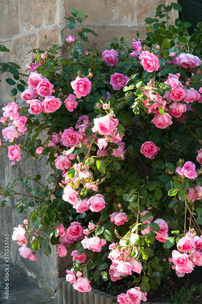 Idyllische rosarote Rosen Pracht an Steinmauer

