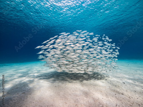 Bait ball / school of fish in shallow water of coral reef in Caribbean Sea / Curacao