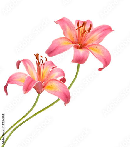 A lily flower decorating