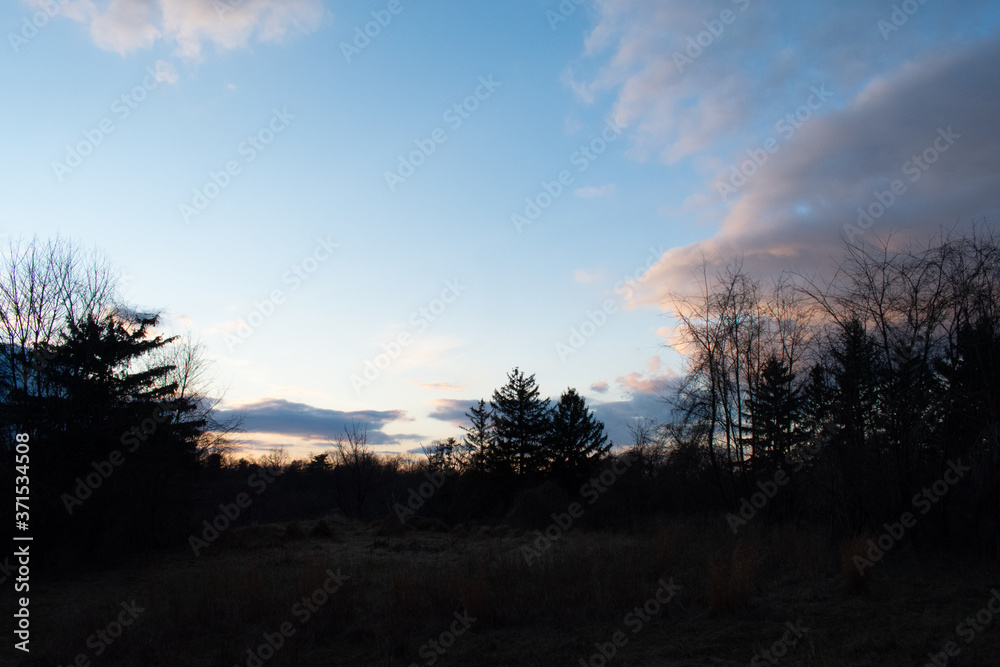 Obraz premium A Clear Sky Over a Silhouetted Forest
