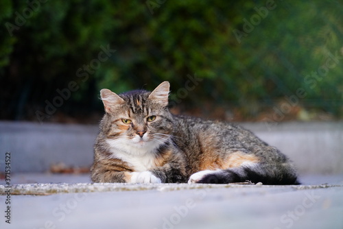 Tabby Cat Resting