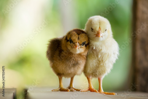 Brown and yellow chick or little chicken on the hen house and on green or natural background for concept design and decoration, Beautiful and adorable two chick 