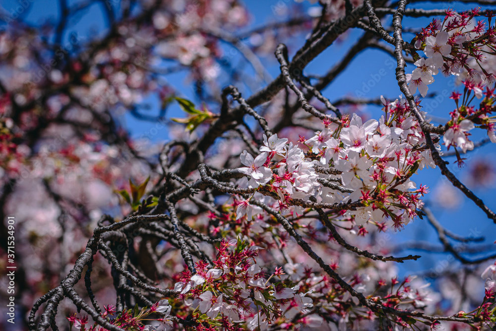 Japanese Cherry Blossoms In Shinjuku Japanese Cherry Blossoms In Shinjuku