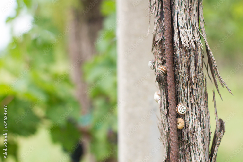 Obraz premium Snails on a wine plant trunk. A lot of small colorful snails.