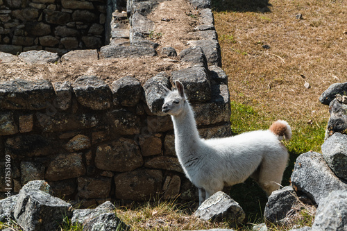Llama in Ancient Ruins in Peru © Justin Mueller