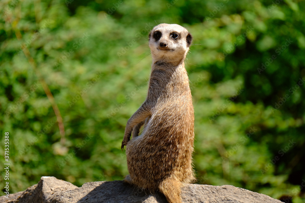 Fototapeta premium Meerkat standing , looking and watching. Meerkat gives a alter look.
