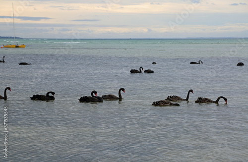 Fototapeta Naklejka Na Ścianę i Meble -  Group of black swan - Sorrento Front Beach - Victoria, Australia