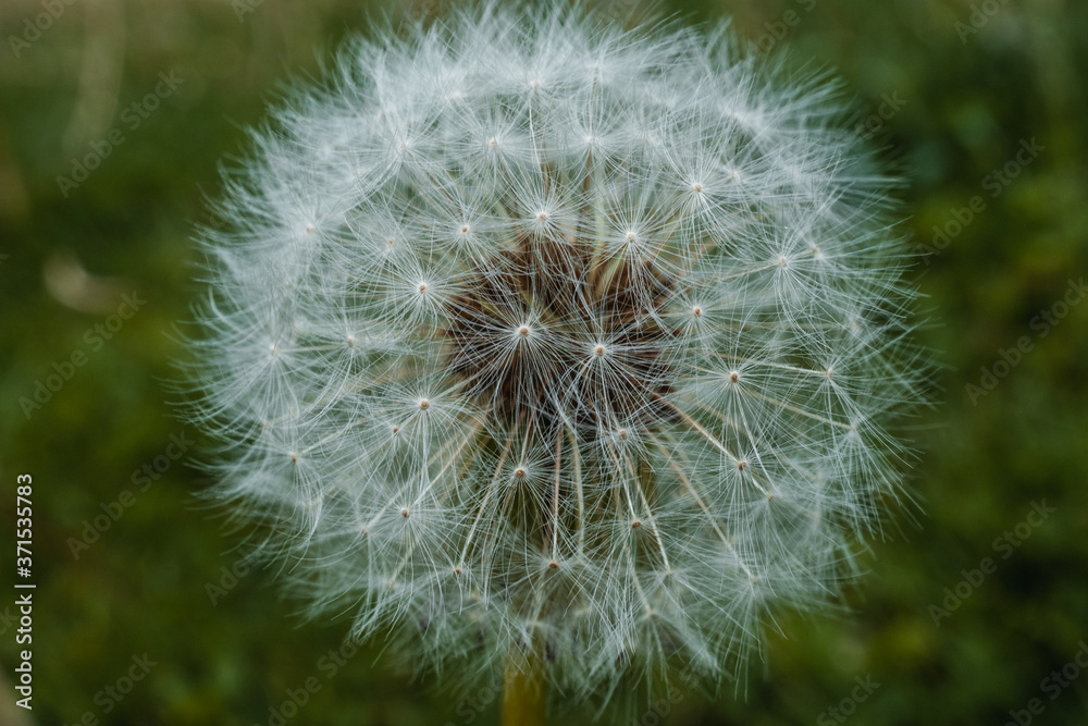 Naklejka premium Perfect Dandelion Gone to Seed