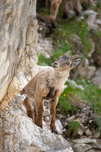 Fototapeta Naklejka Na Ścianę i Meble -  Ibex (Capra ibex) in the mountains. European wildlife nature. Walking in Slovenia. Get close to ibex. Nature in the Triglav National Park. Ibex is climbing on the rock