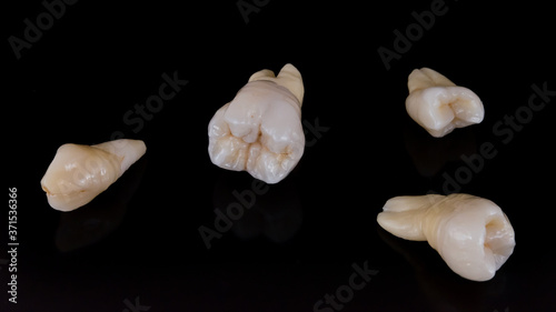 Set of dental crowns model made of ceramic to studying morphology and anatomy of human teeth.