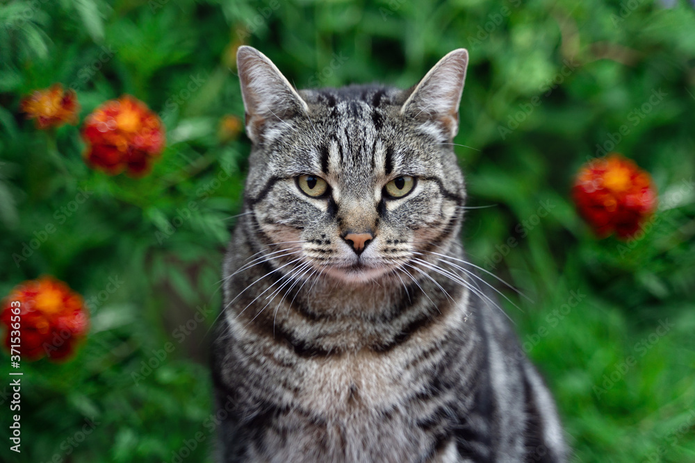 portrait of a photogenic gray striped cat on a background of rich green grass 
