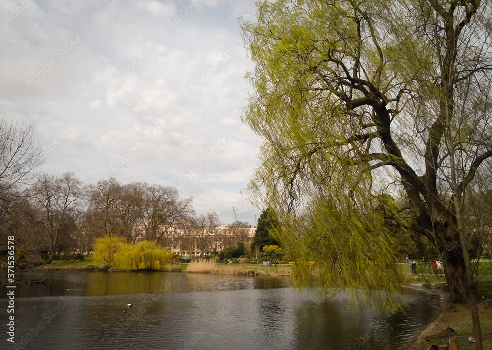 Amazing salix babylonica Tree in a lake in a park in London Amazing salix babylonica Tree in a lake in a park in London