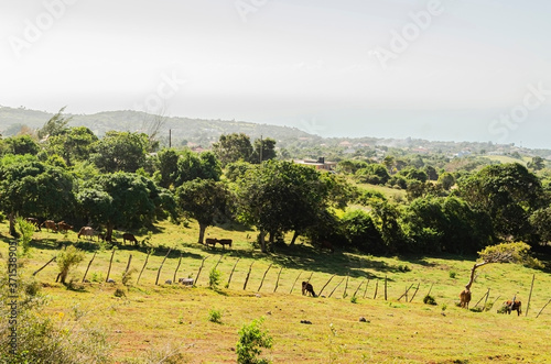 Cattle In The Sunny Pasture