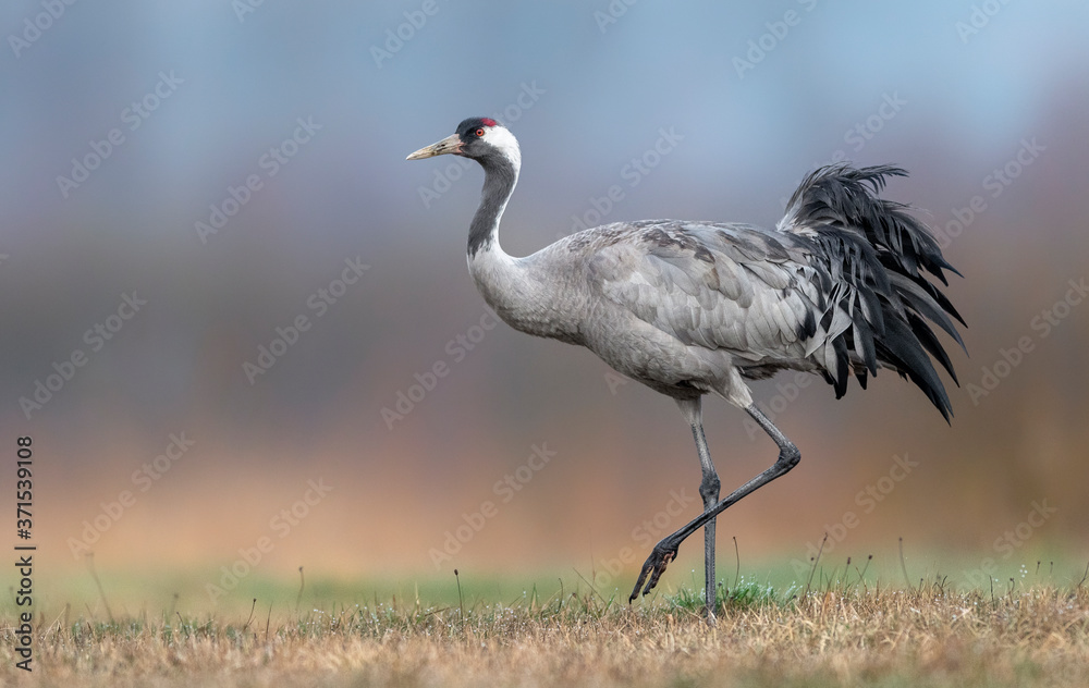 Fototapeta premium Common crane (Grus grus) bird